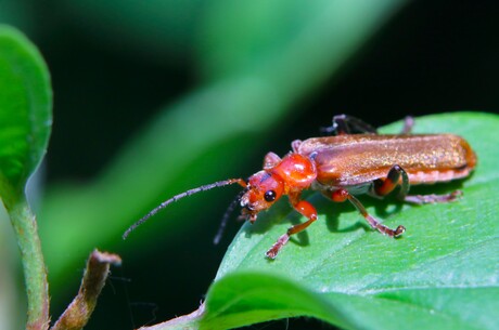 Rood soldaatje