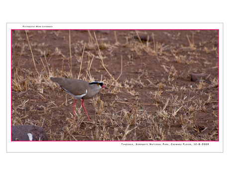 Crowned Plover, Tanzania