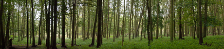 Door de bomen het bos zien