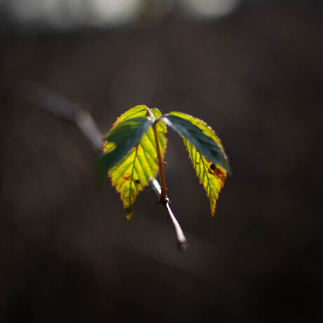 Blaadjes in de wintermaanden 