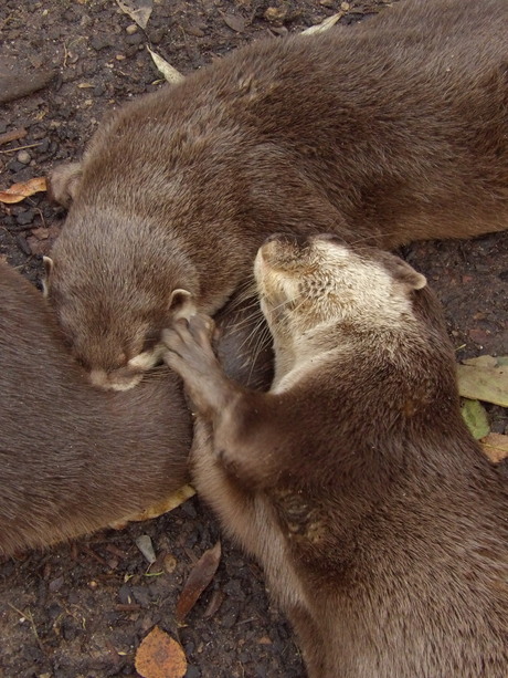 Knuffelende otters