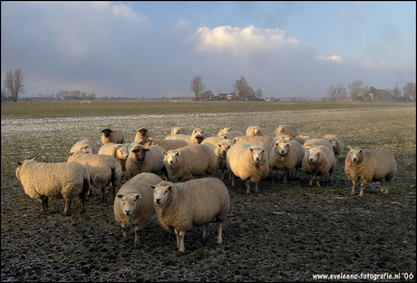 Schapen in Achter-Thesinge