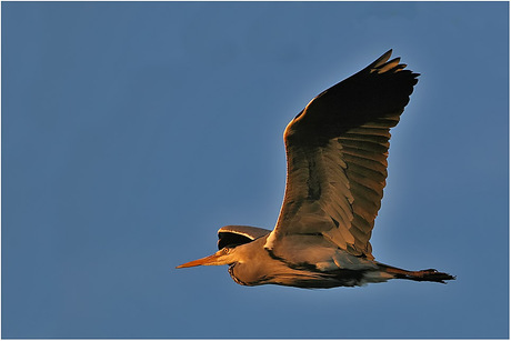 Grey Heron............................