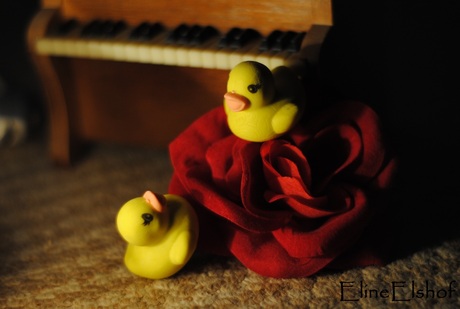 Ducks in love