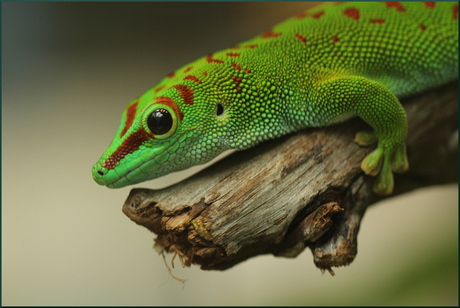 Smaragdhagedis - Lacerta Viridis