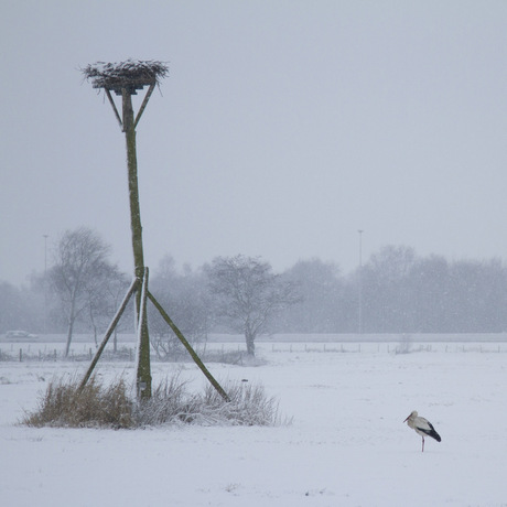 Snow Stork