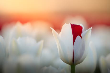 Bicolor Tulp.