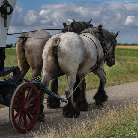 Landrit werkpaarden