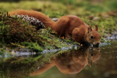 Taking a drink