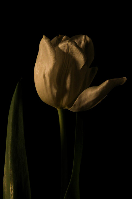 treurige tulp