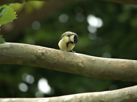 koolmees juvenile