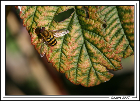 Herfstkleuren