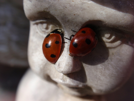 Ladybugs on a Angel