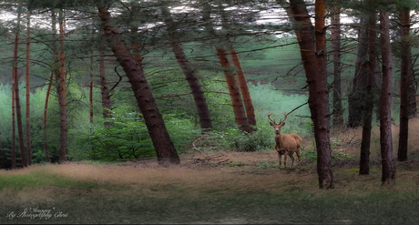 Ardenen