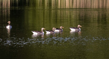 clubje grauwe ganzen in de avondzon