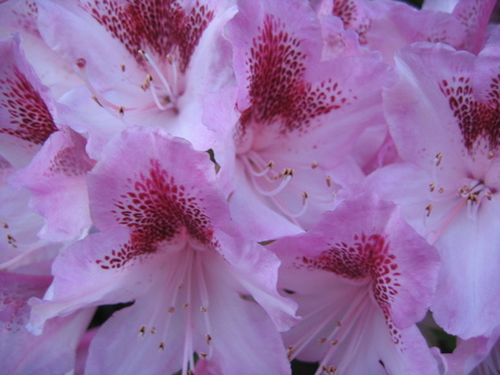 Lente in de tuin