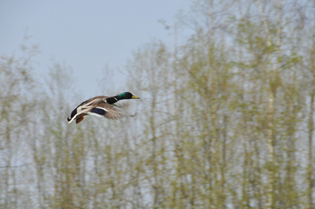 Duck in it's flight