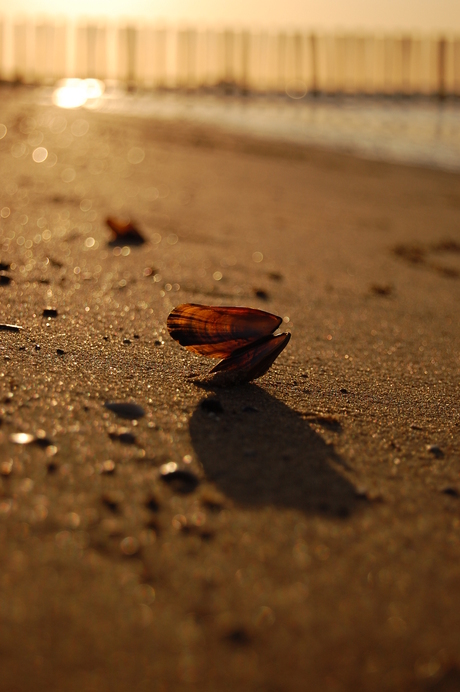 Strand Breskens