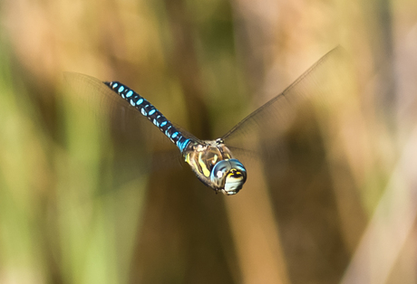 libelle invlucht