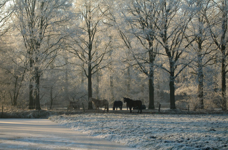 Paarden in de kou