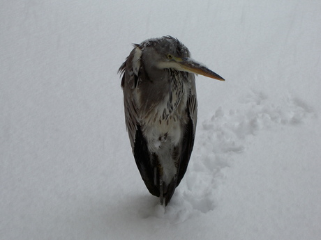 Reiger in de sneeuw