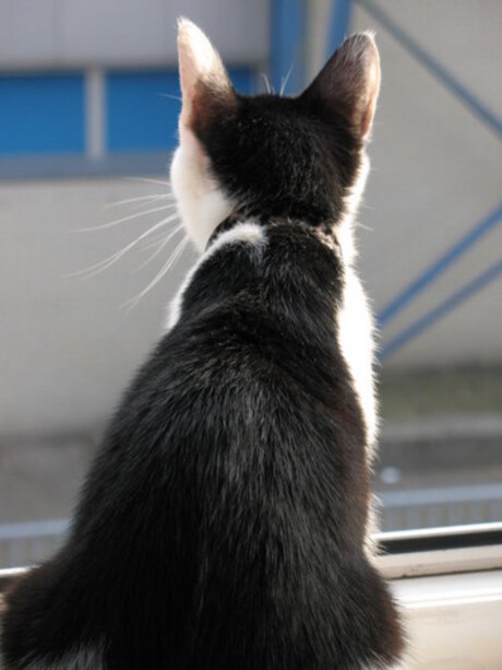 Cat looking outside