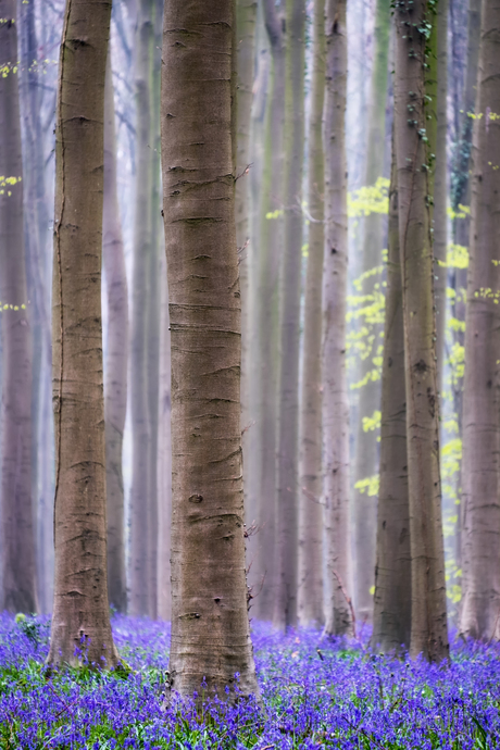 Hallerbos