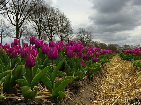 tulpen