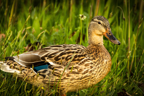 Hallo mevrouw eend'