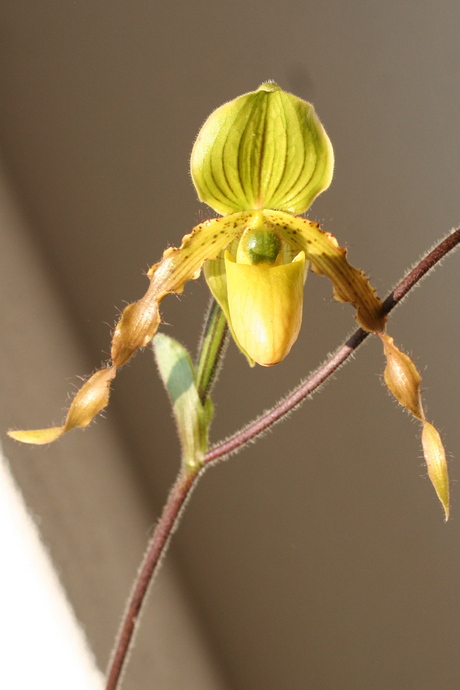 orchidee - venusschoen 2