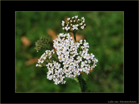 Nice flower