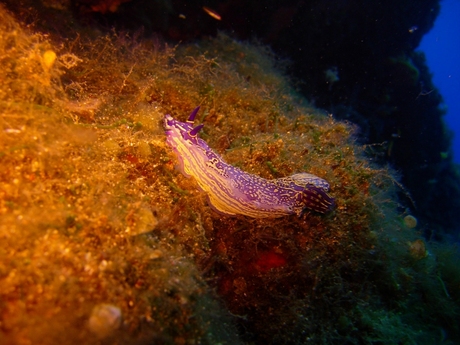 Seaslug