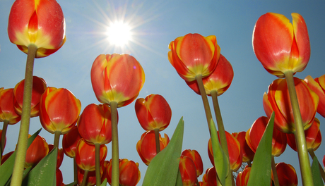 Nog meer tulpen