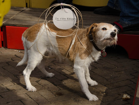 oefenen voor kroningsdag: aaien 5 euro