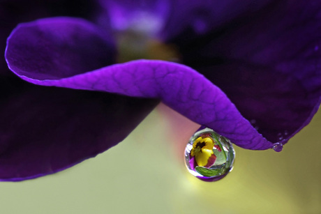 REFLECTION OF A PANSY