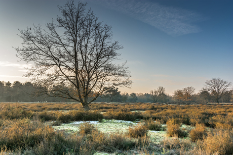 Winter Kessel Heide