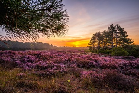 Sunrise heide bergen