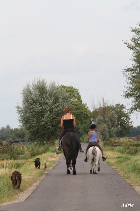 In de polder de kont van het paard