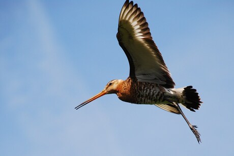 Grutto in flight