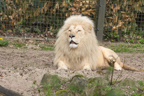De Koning der Dieren Ouwehand dierenpark