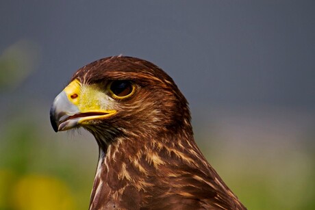 Buizerd