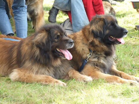 Leonbergers