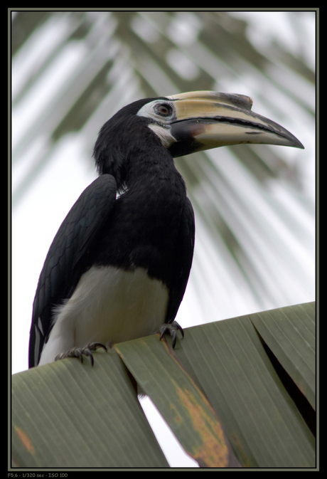 Hornbill