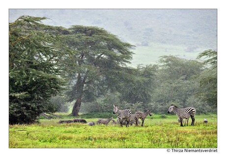 Ngorongoro Painting