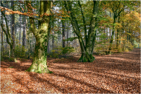 Diepenbekerbos