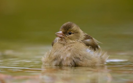 Badderende vink