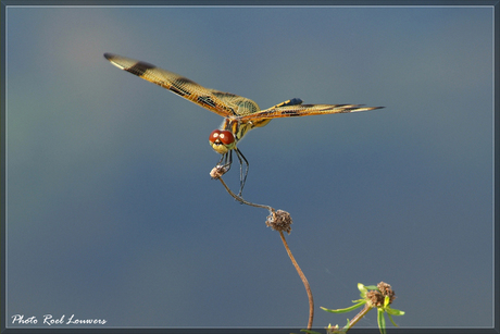 libelle