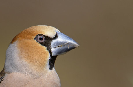 Appelvink