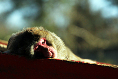 Zonnebadende makaak