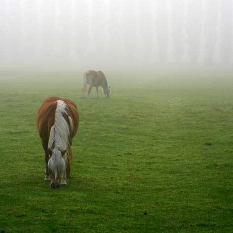 Paarden in de mist (2)